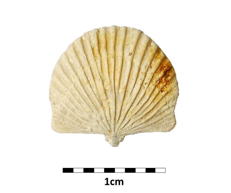 ENCI_Trigonosemus_pectiniformis.jpg