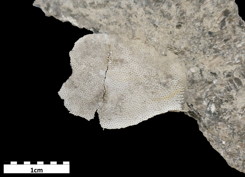 Holocephali_tooth_plate_Schelpenpad_Monster_ws_Soignes_Belgium_Tournaisian_Carboniferous.jpg