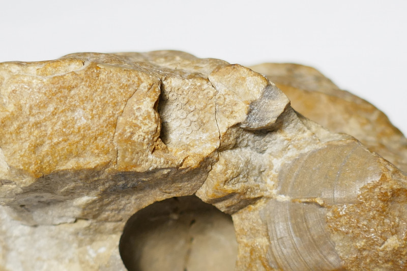 LMAA_Oolopygus pyriformis_vondst_1978_04.JPG