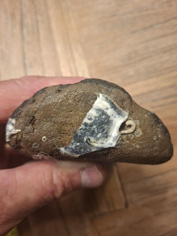 kaloot 29-04