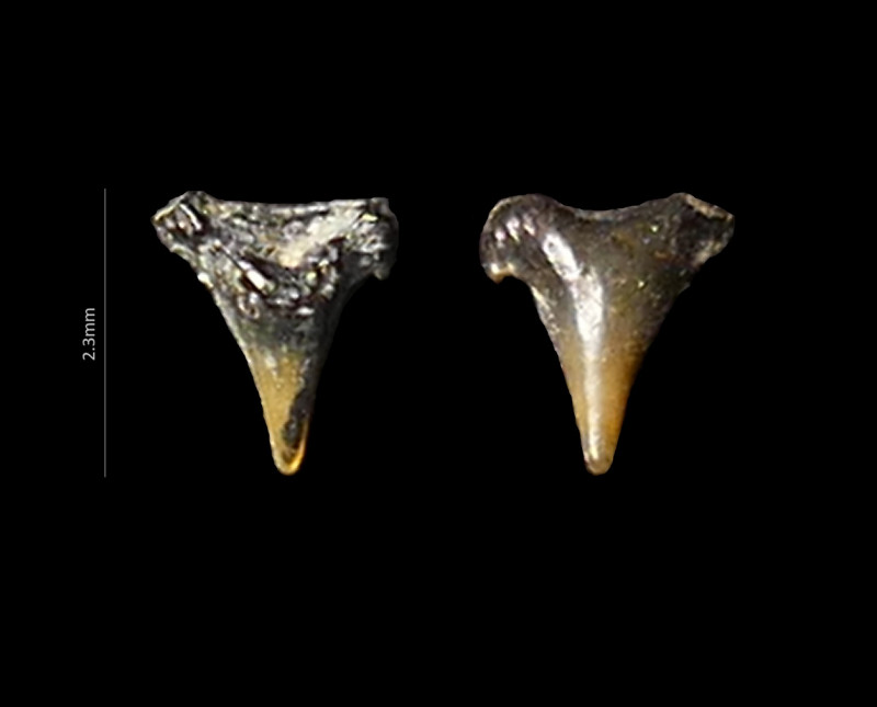 Selzerbeek_Palaeogaleus_faujasi.jpg