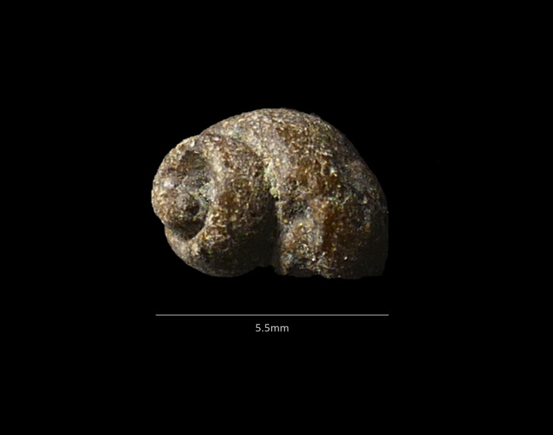 Selzerbeek_gastropode2.jpg
