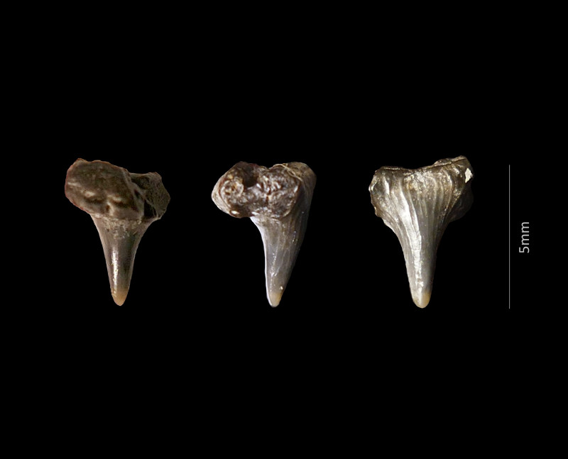 Selzerbeek_Scyliorhinus_sp.jpg