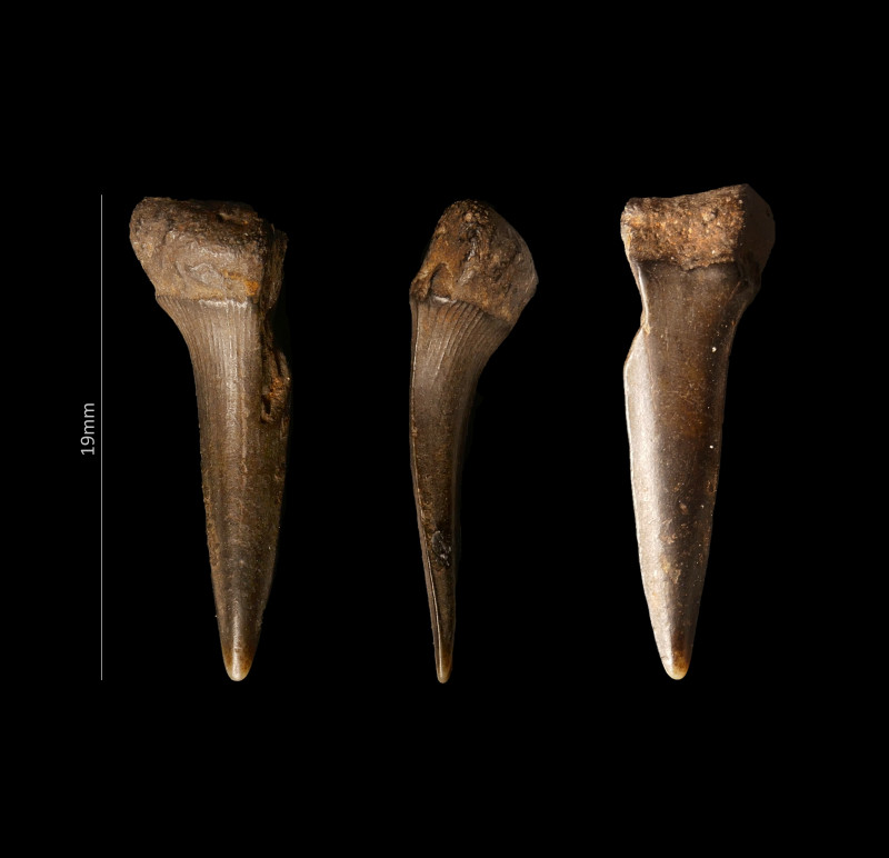 Selzerbeek_cf_Scapanorhynchus.jpg