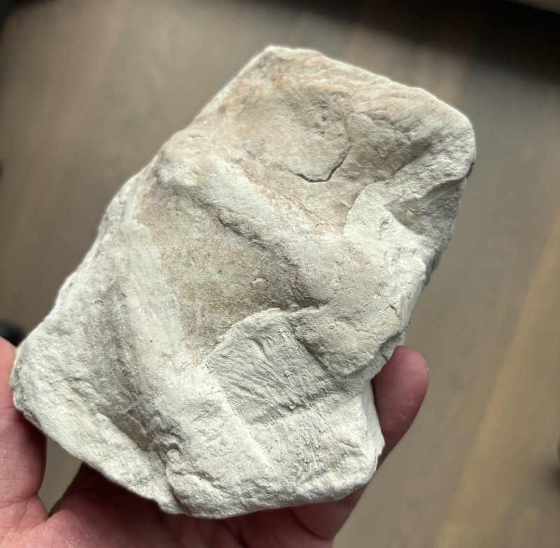 Fossile (1).jpeg