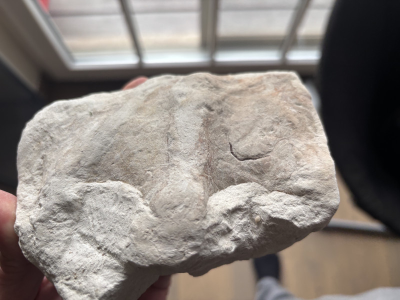 Fossile (2).jpeg