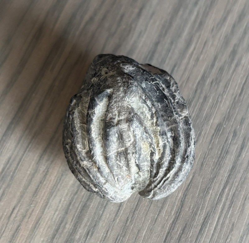 Fossile (3).jpeg