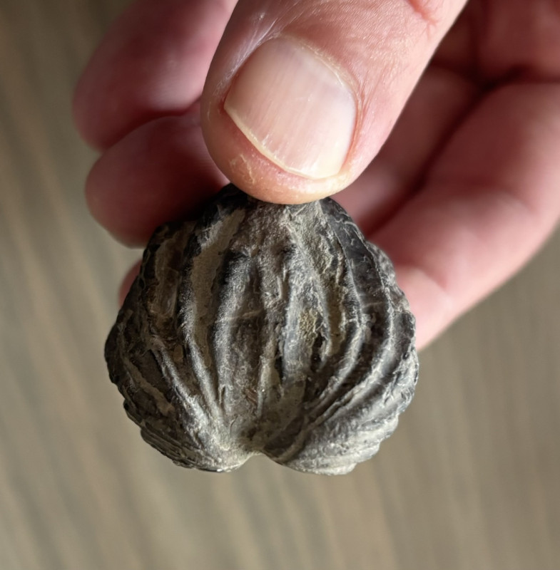 Fossile (4).jpeg