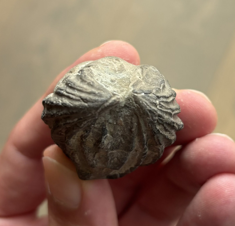 Fossile (5).jpeg