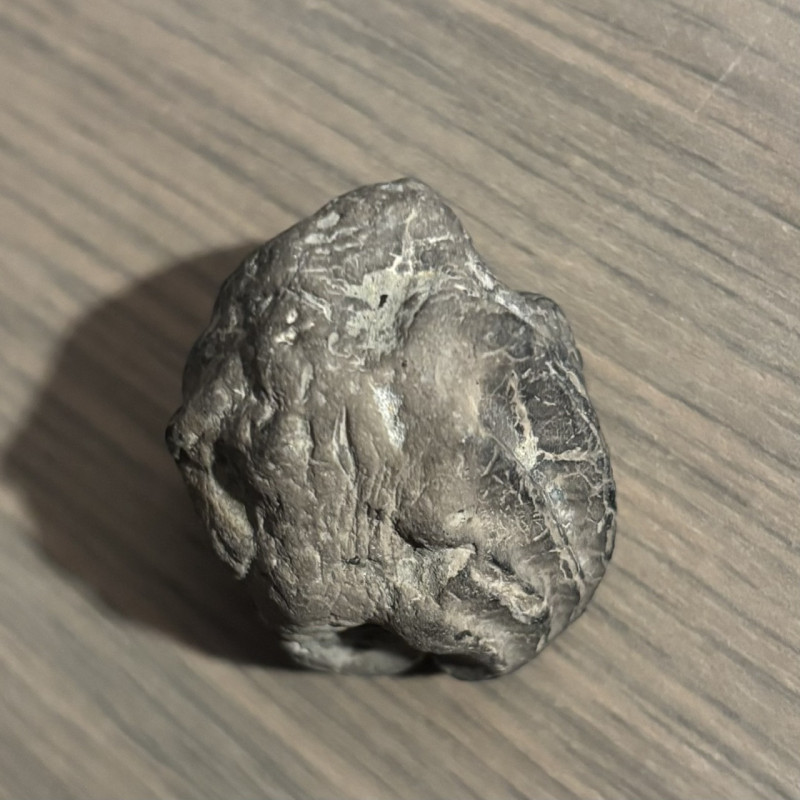 Fossile (6).jpeg