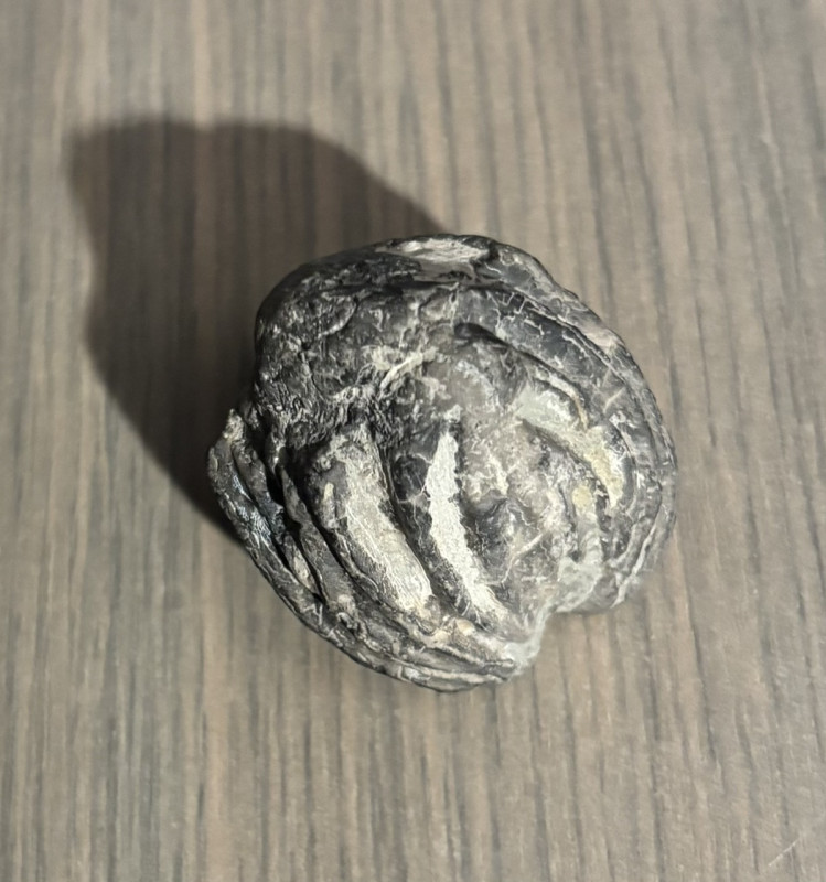 Fossile (7).jpeg