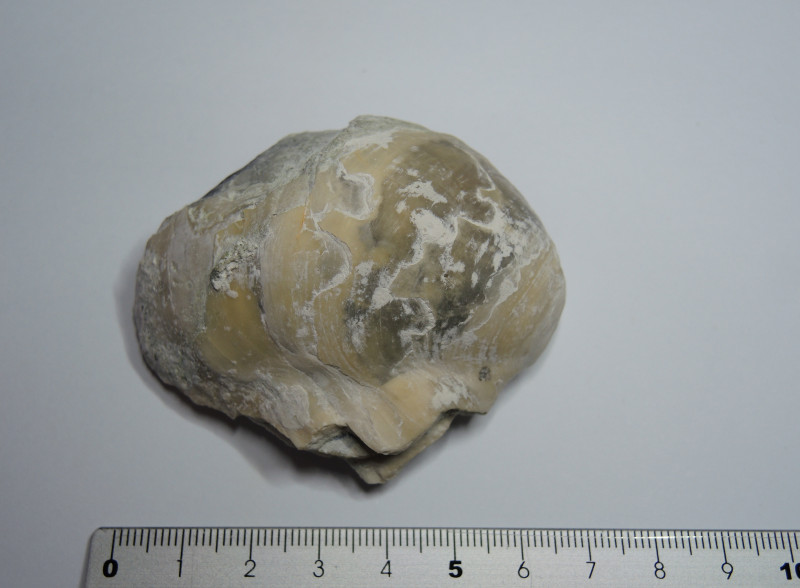 Foto 04