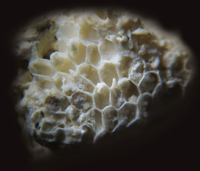 Nudonychocella_nuda2_ENCI_Meerss_web.jpg
