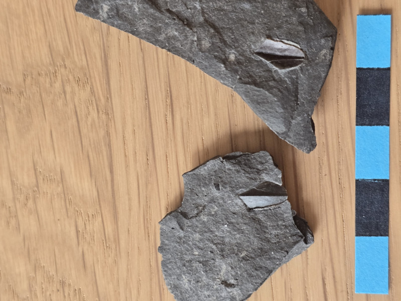 Rhyncholiet fragment