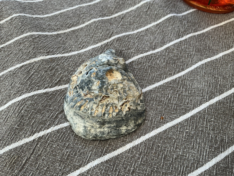 IMG_1393.jpeg
