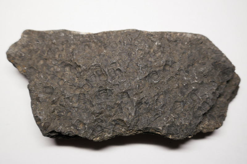 Trilobite packstone probably Alum Shale Formation Upper Cambrian Kinnekulle Outlier Västergötland Sweden.JPG