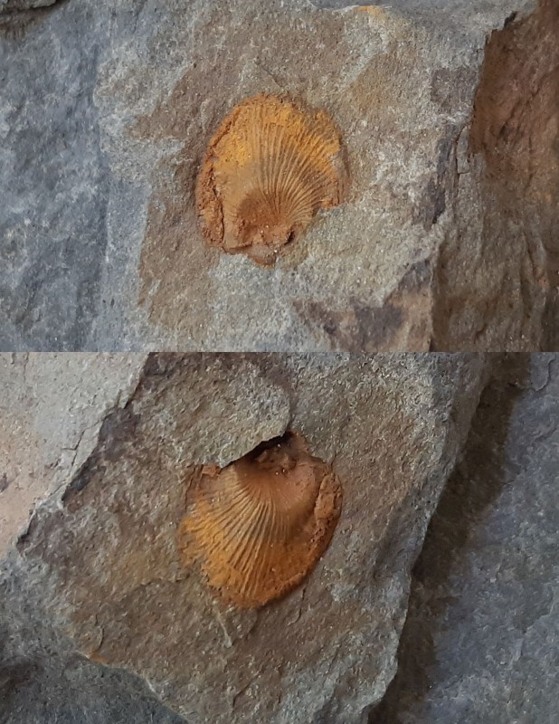 buchava fossil.jpg