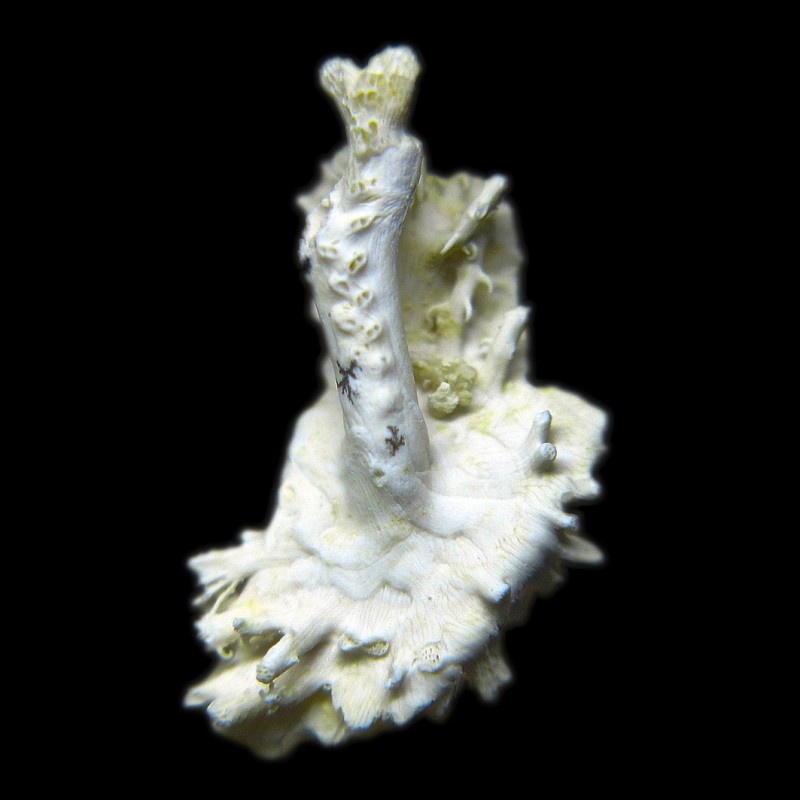 Lagonoecia_unipora_web.jpg