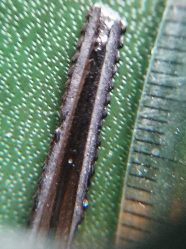 Staartstekel rog 1. Foto 1.