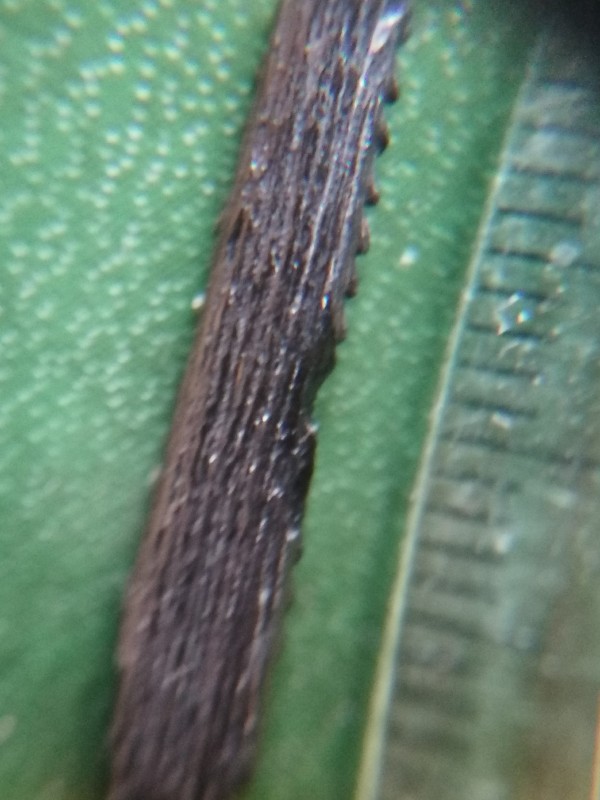 Staartstekel rog 1. Foto 2.