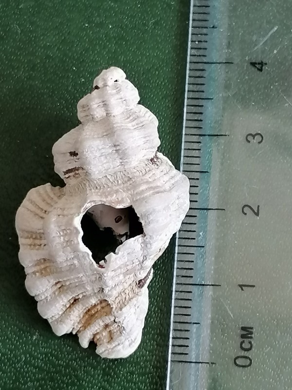 Rugzijde 2.