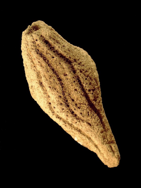 Aulaxinia sulcifera 1a Holtrop.jpg