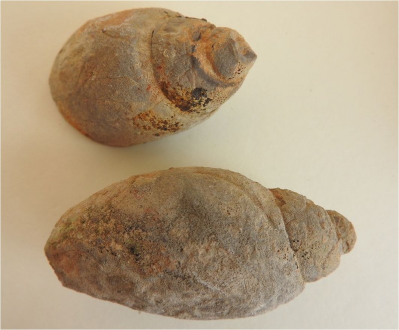 Species 4.JPG