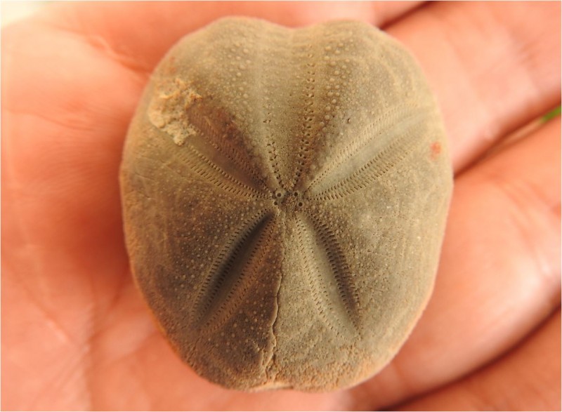 Species 5 (1).JPG