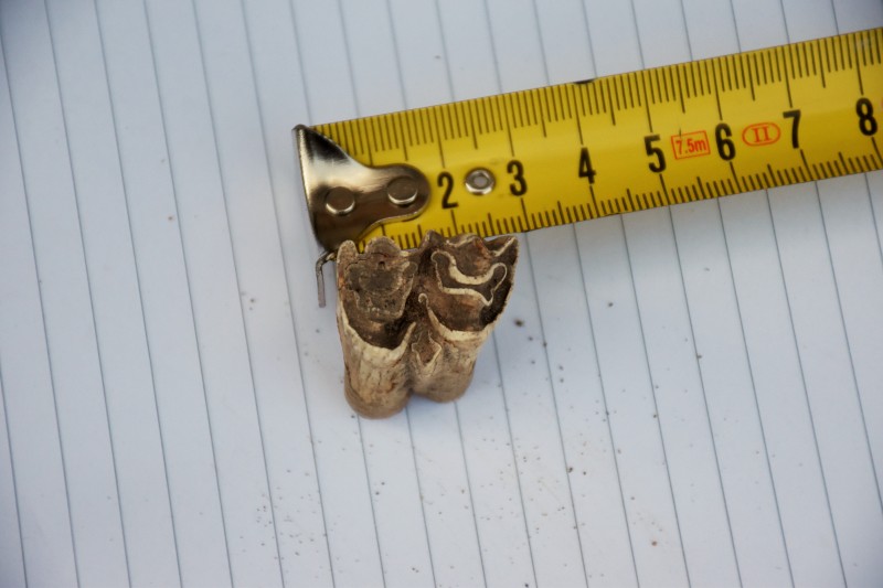 DSC_0006.JPG (3.96 MiB) 646 keer bekeken DSC_0006.JPG