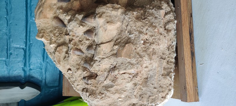 IMG_20200703_195454.jpg (3.34 MiB) 2669 keer bekeken IMG_20200703_195454.jpg