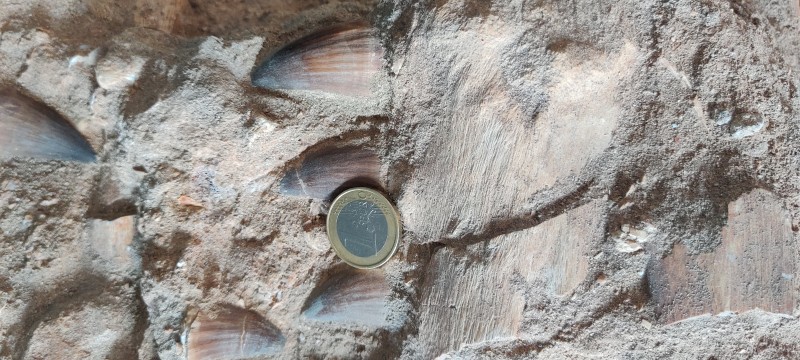 IMG_20200703_195544.jpg (3.37 MiB) 2931 keer bekeken IMG_20200703_195544.jpg