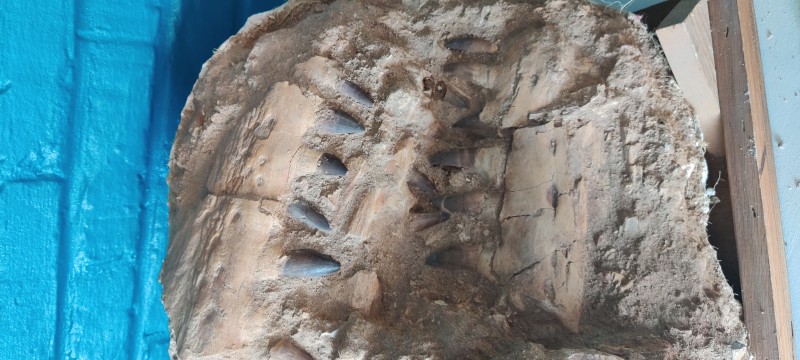 IMG_20200703_195458.jpg (2.61 MiB) 2669 keer bekeken IMG_20200703_195458.jpg