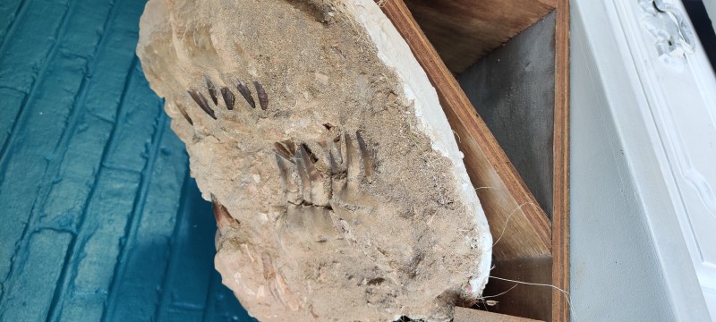 IMG_20200703_200720.jpg (2.6 MiB) 2937 keer bekeken IMG_20200703_200720.jpg