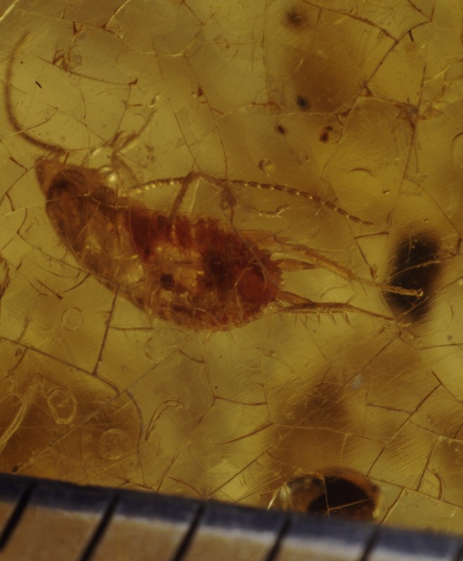 NIF_0049_cropped.JPEG (10.21 MiB) 1796 keer bekeken Achterpoten scherp