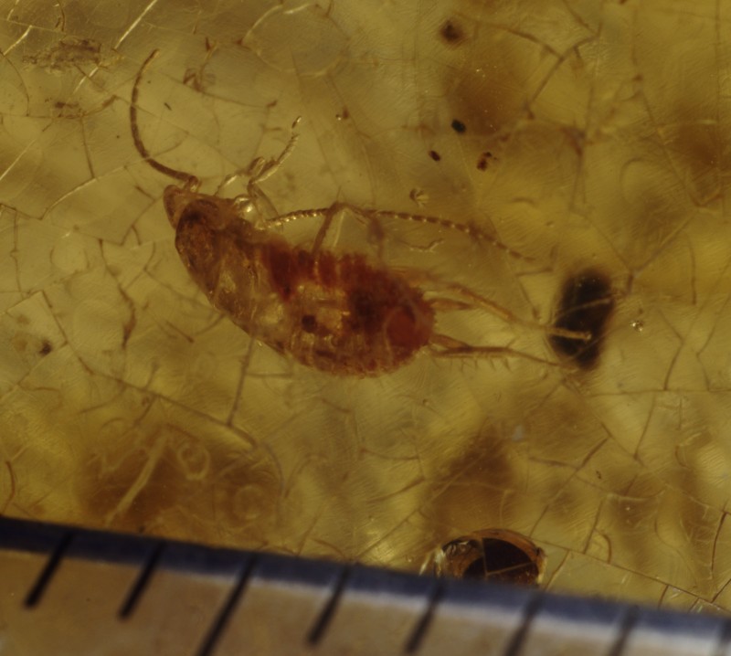 NIF_0051_cropped.JPEG (11.34 MiB) 1796 keer bekeken Kop scherp