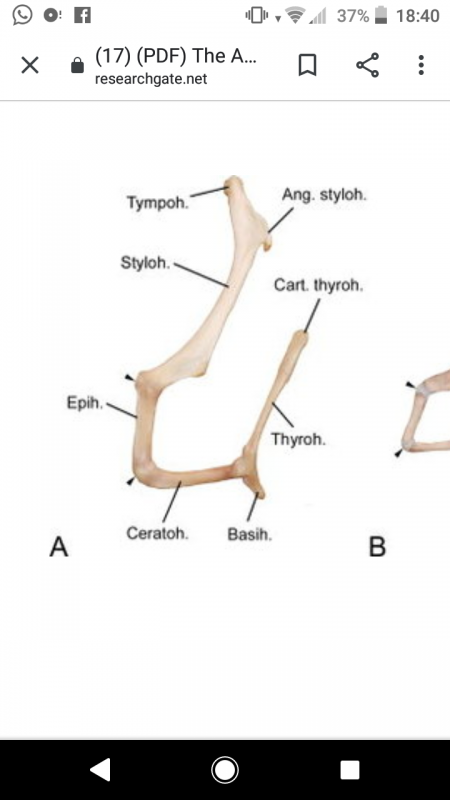 Frey &amp; Riede 2013 The Anatomy of Vocal Divergence in North American Elk and European Red Deer