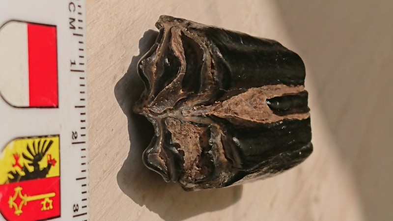 DSC_0204.JPG (3.06 MiB) 840 keer bekeken DSC_0204.JPG