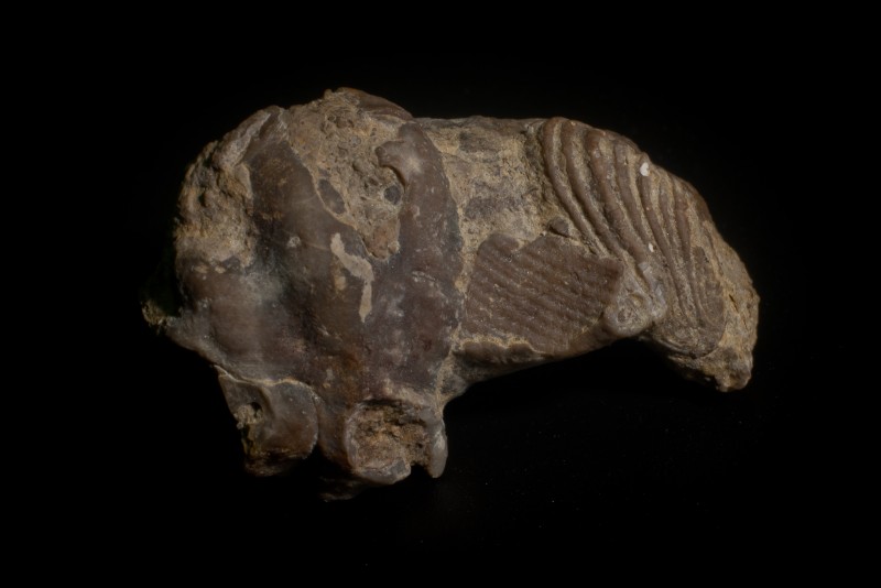 Conocardium sp..jpg