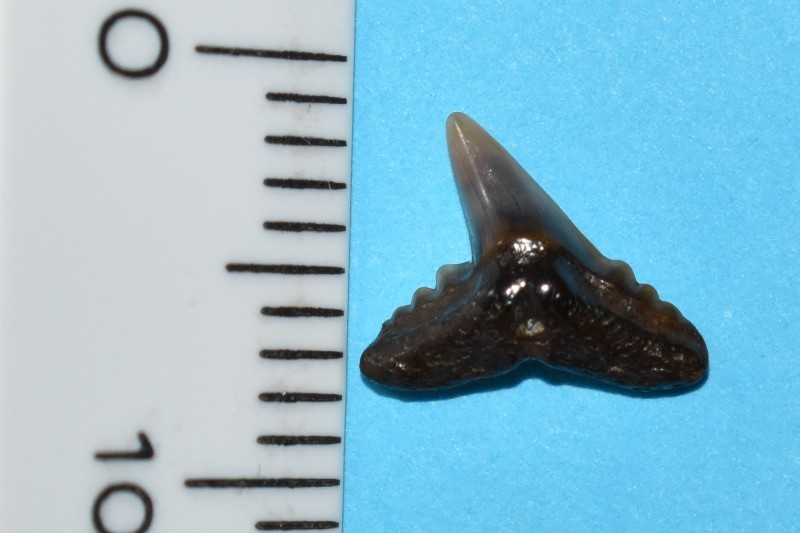 Physogaleus latus (bolle kant)cu.jpg