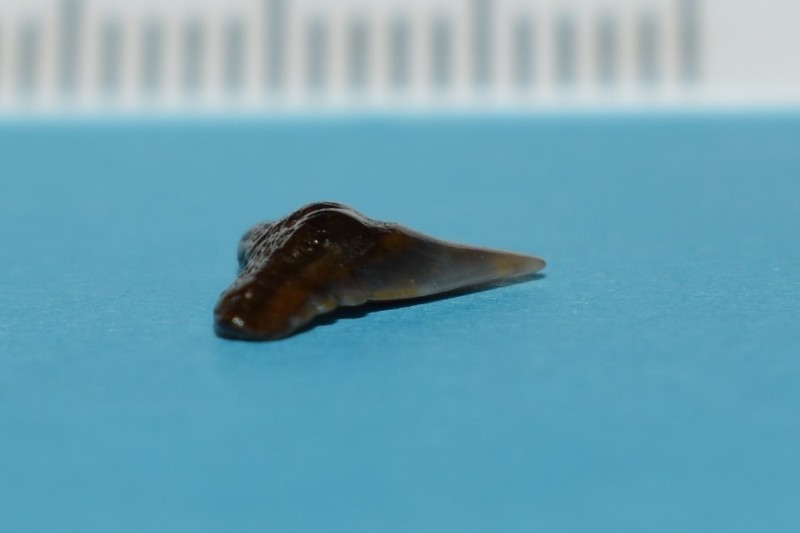 Physogaleus latus (zijkant)cu.jpg