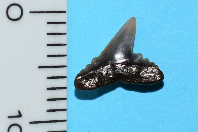 Physogaleus latus (platte kant)cu.jpg