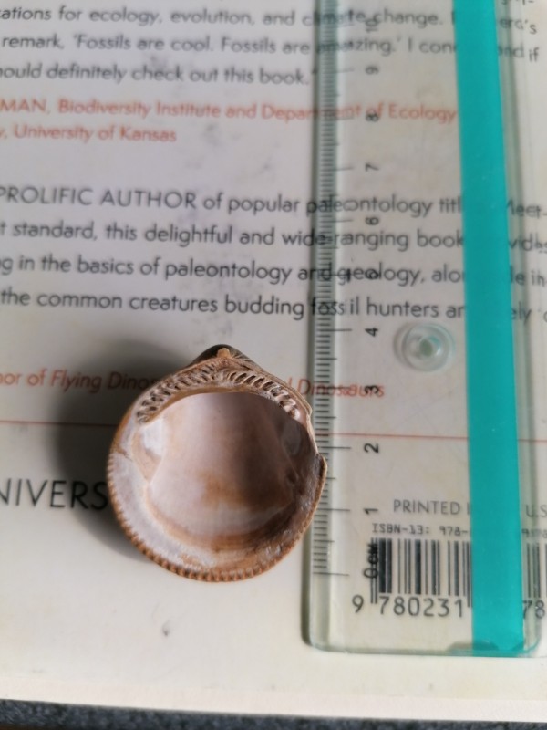 Spec 2 foto 1, zwingeul