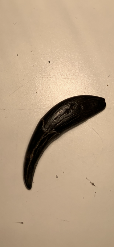 9AE0120D-F0C7-491E-9029-C575A4545855.png