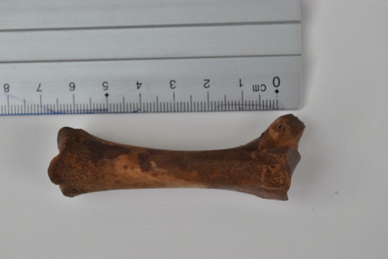 NIF_0022.JPG