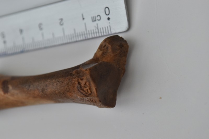 NIF_0020.JPG