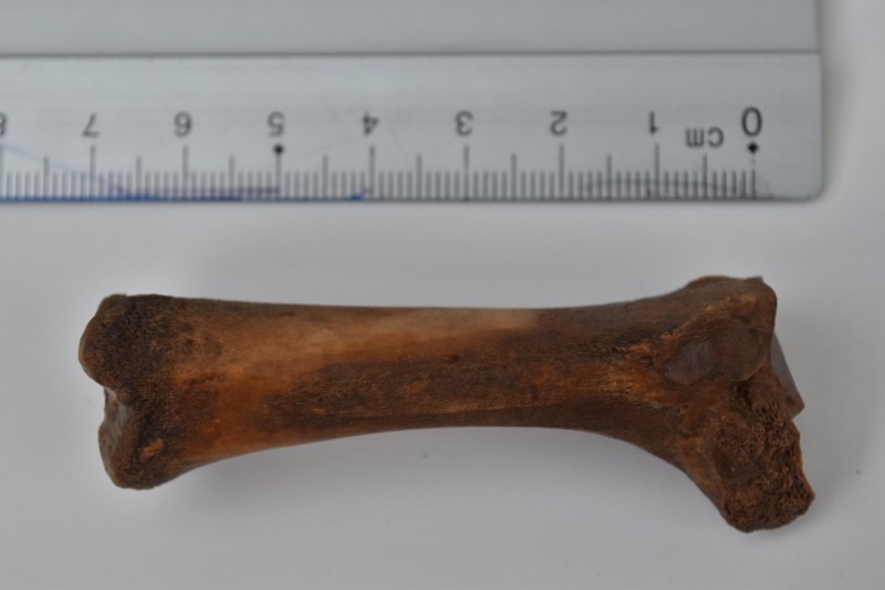 NIF_0018.JPG