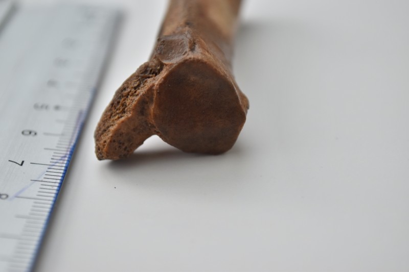 NIF_0012.JPG