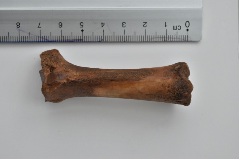 NIF_0008.JPG