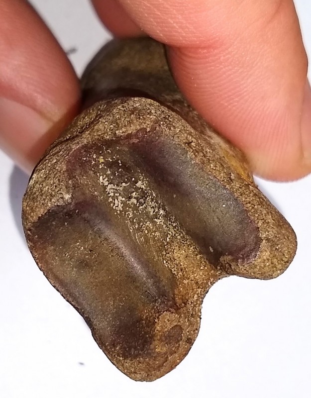 IMG_20200906_112200094.jpg (289.17 KiB) 1225 keer bekeken IMG_20200906_112200094.jpg