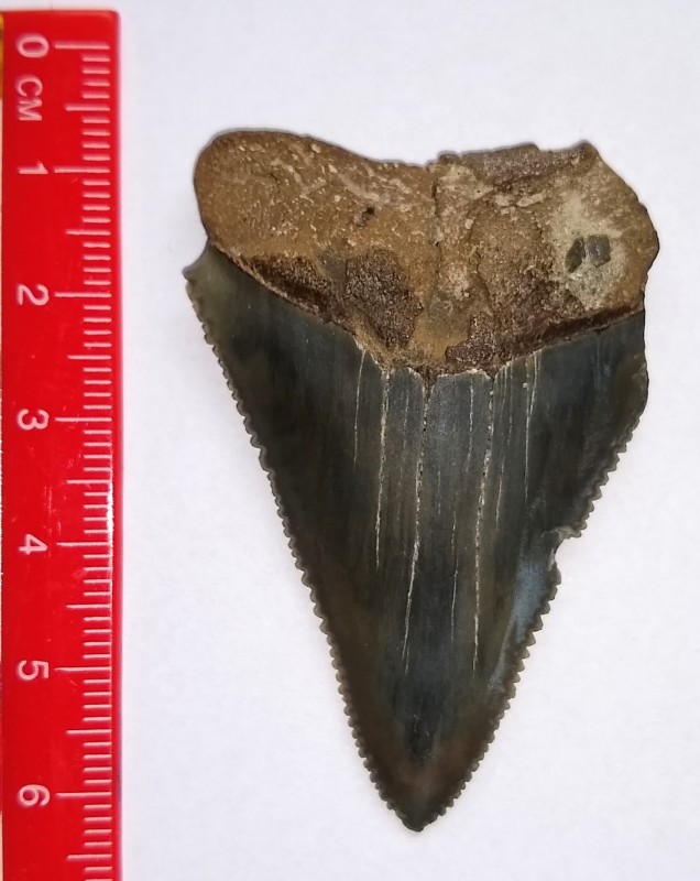 IMG_20200906_112040366.jpg (369.11 KiB) 1225 keer bekeken IMG_20200906_112040366.jpg